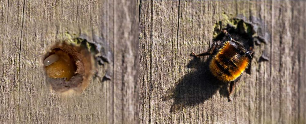 Osmia cornuta