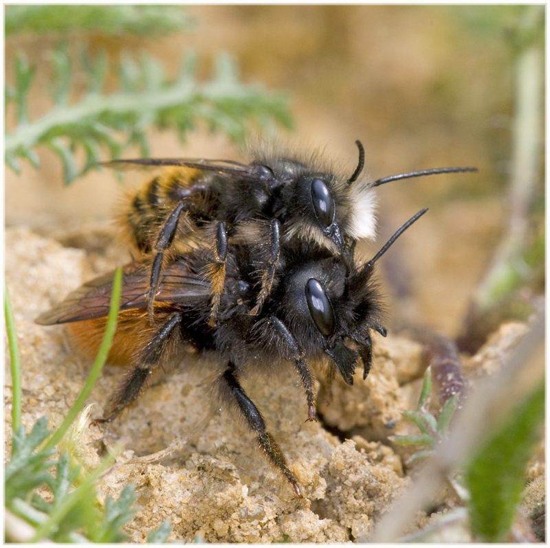 Osmia cornuta : accouplement