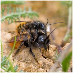 Osmia cornuta : accouplement