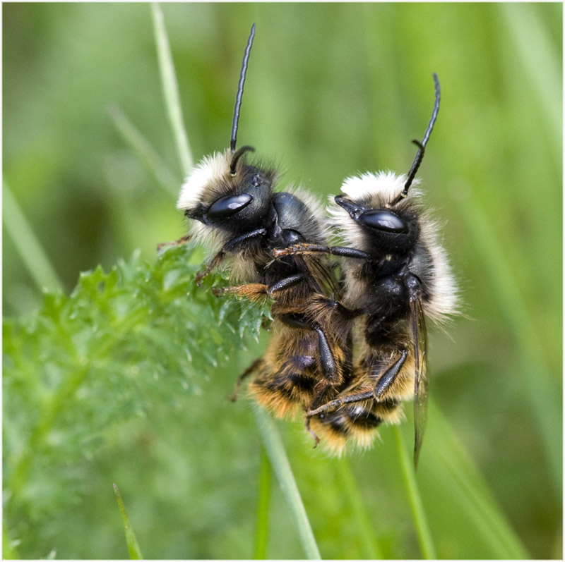 Osmia cornuta : couple homo (mâles)