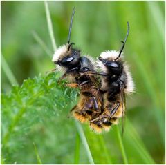 Osmia cornuta : couple homo (mâles)