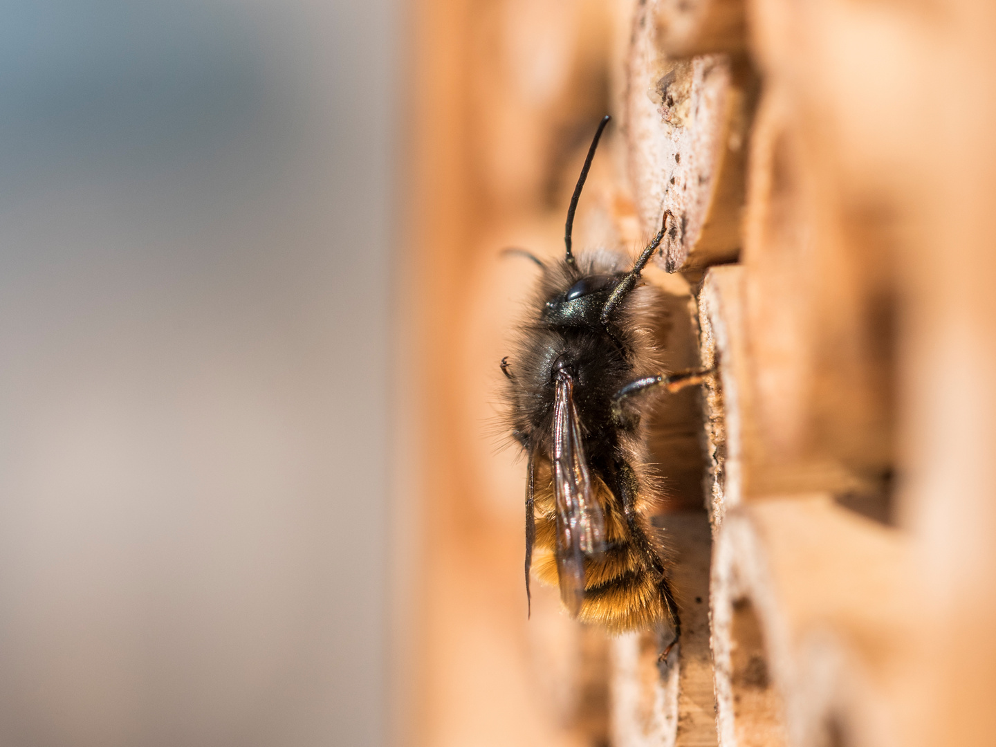 Osmia cornuta