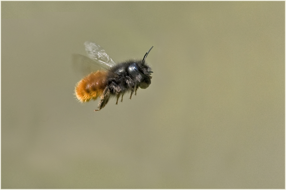 Osmia cornuta (femelle)