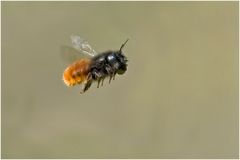 Osmia cornuta (femelle)