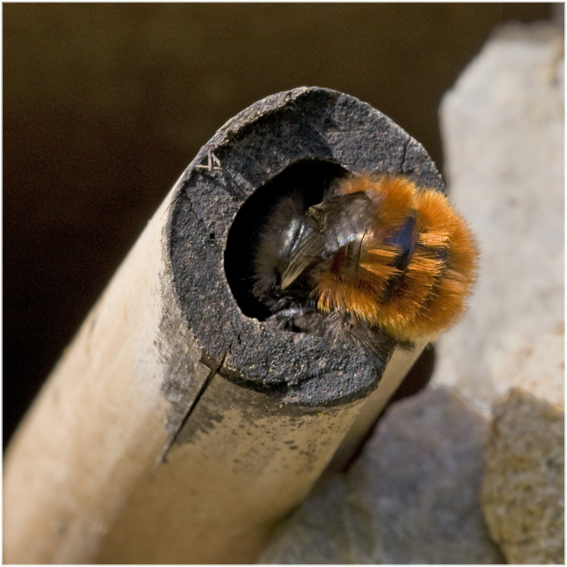 Osmia cornuta femelle