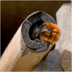 Osmia cornuta femelle