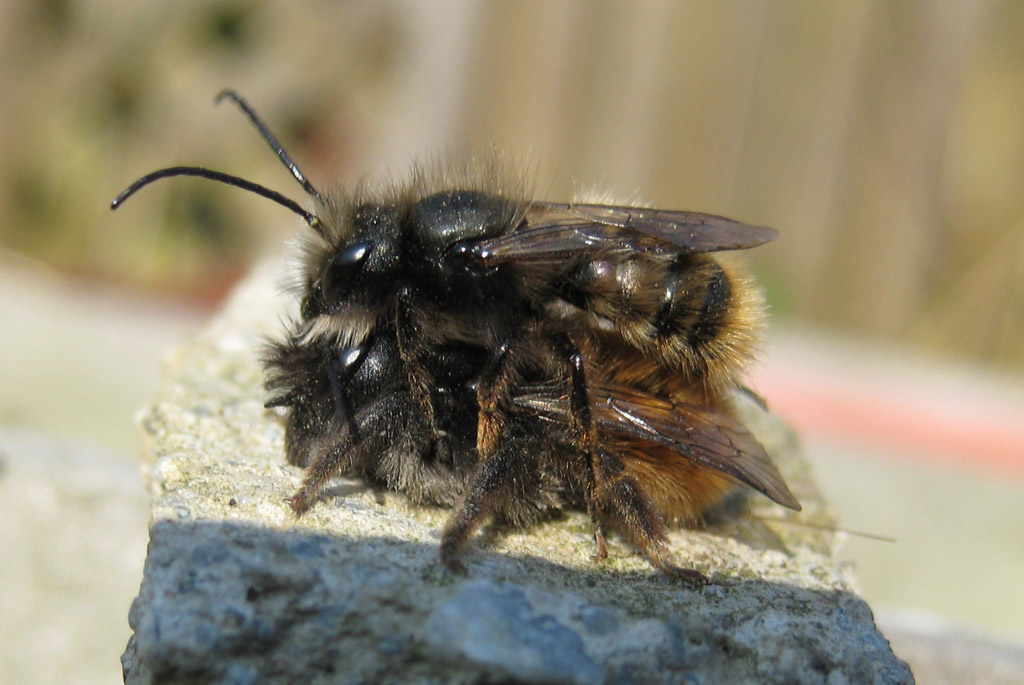  Osmia cornuta- gehörnte Mauerbiene 