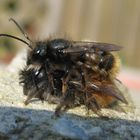  Osmia cornuta- gehörnte Mauerbiene 