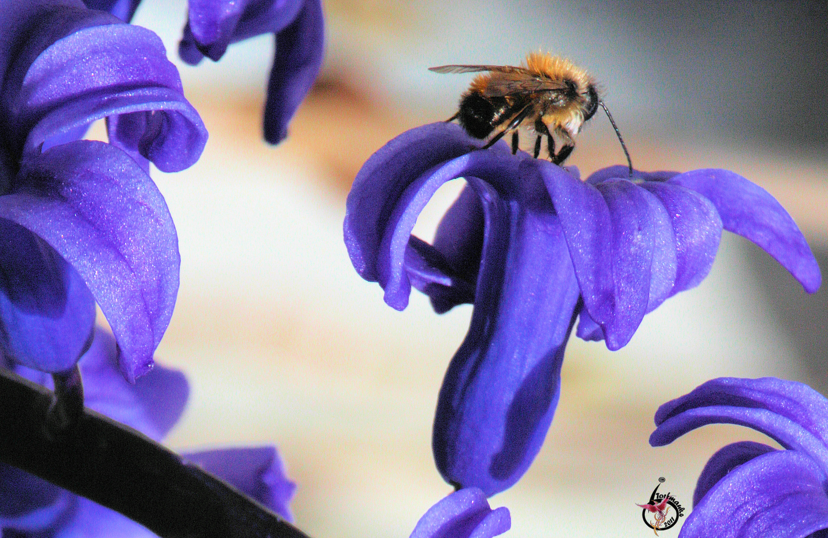 Osmia cornuta on a Garden Hyacinth