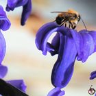 Osmia cornuta on a Garden Hyacinth