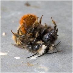 Osmia cornuta : partie de jambes en l'air.