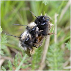 Osmia cornuta : partie fine !