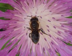 Osmia leaiana/niveata auf Flockenblume