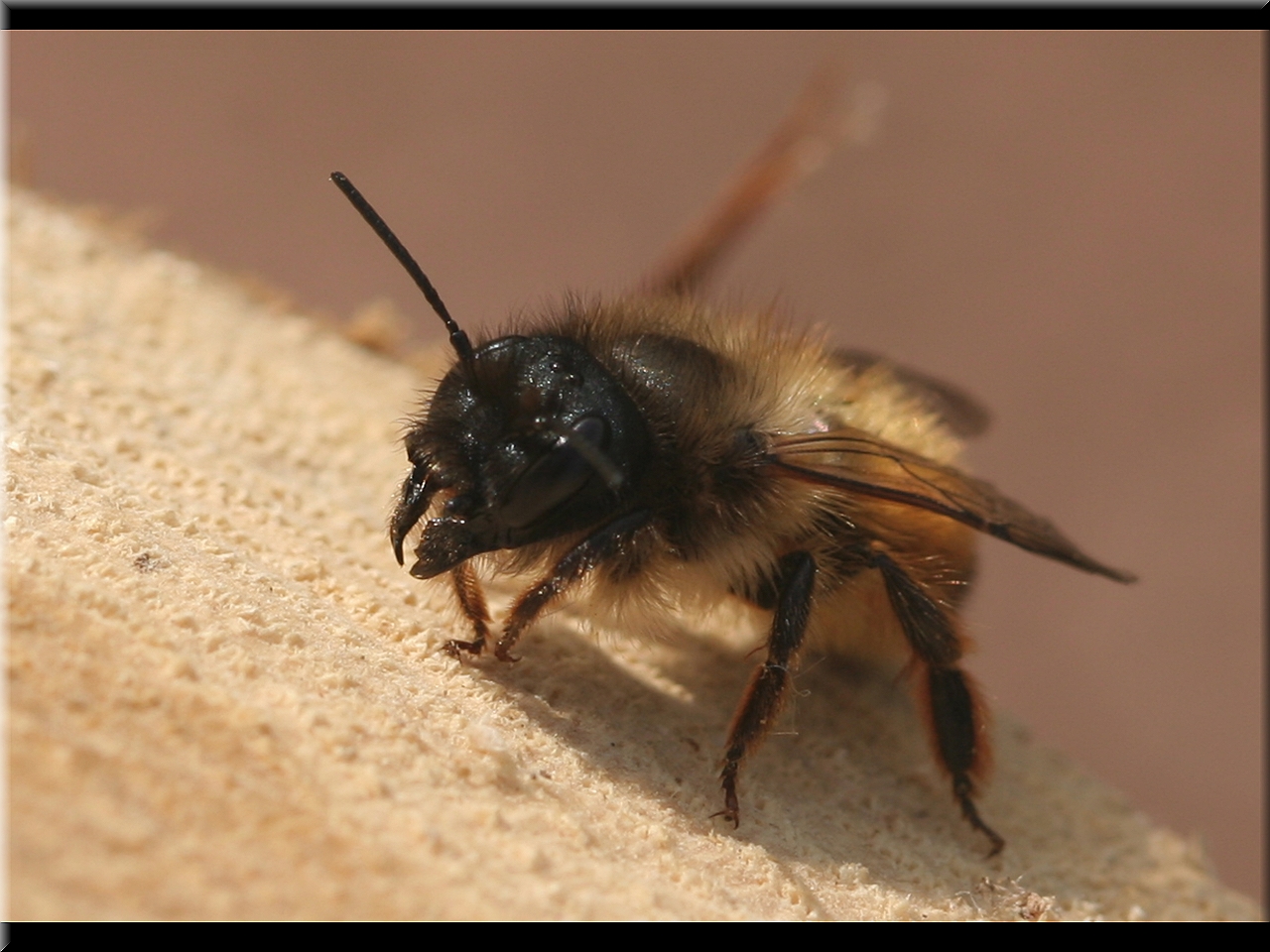 Osmia rufa (Syn.bicornis)