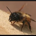 Osmia rufa (Syn.bicornis)