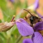 Osmia spec. Mauerbiene..