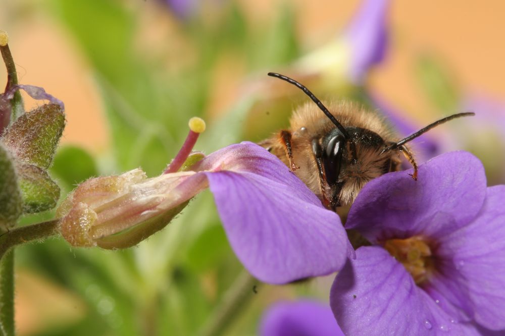 Osmia spec. Mauerbiene..