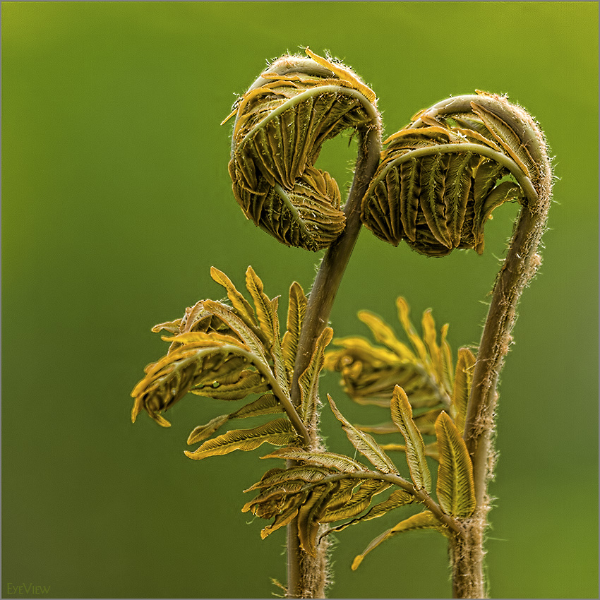 Osmunda