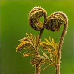 Osmunda