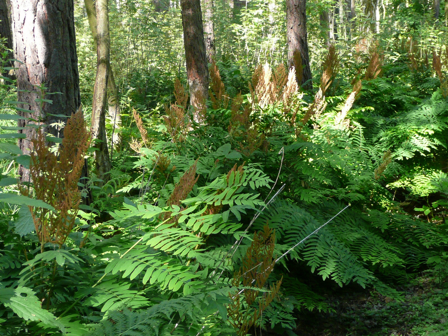 Osmunda   "Königsfarn"