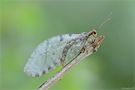 Neuroptera-Homoptera
