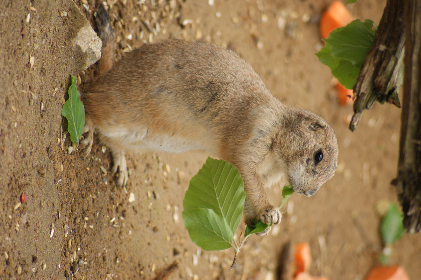 Osnabrücker Zoo