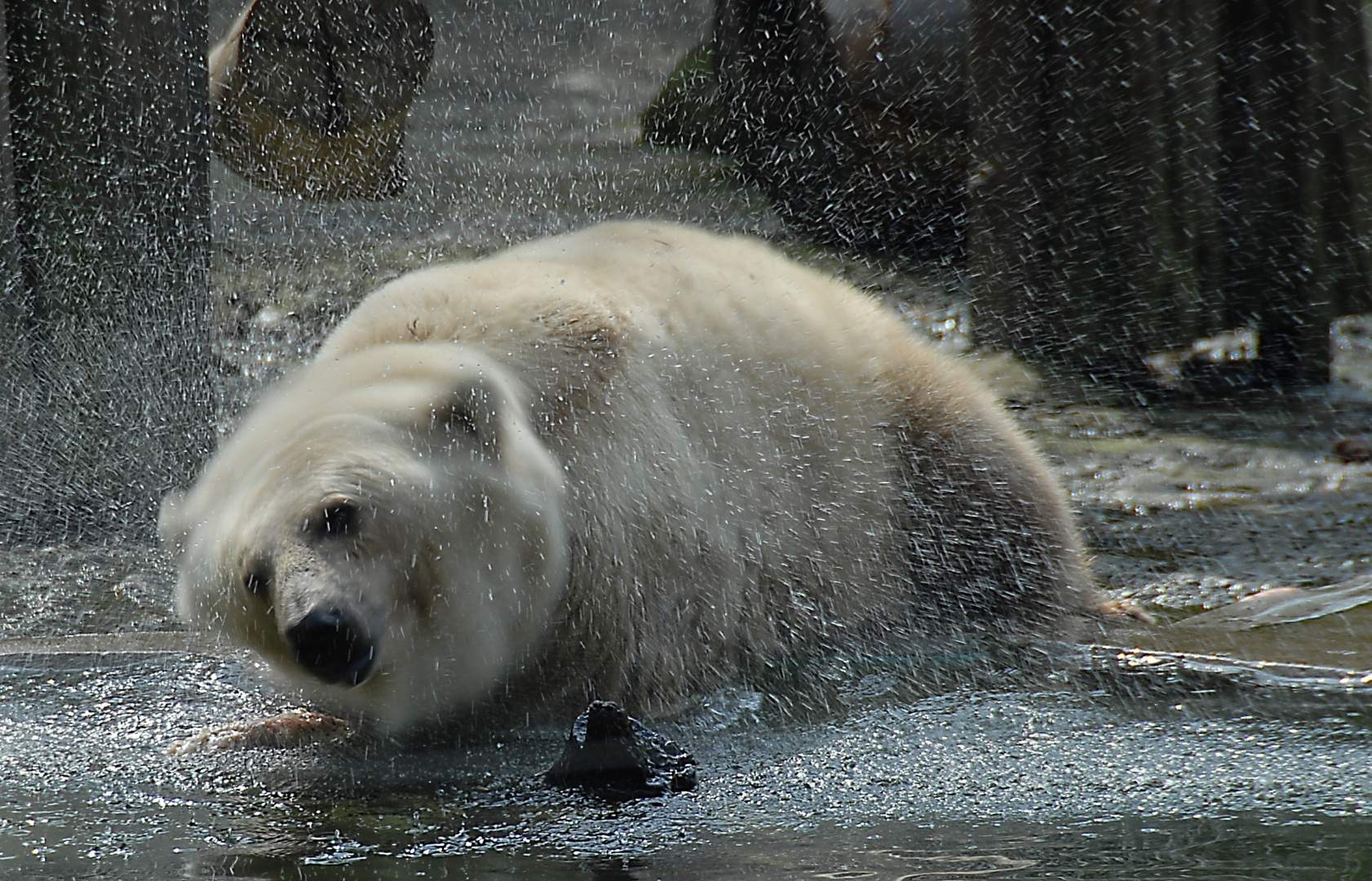 Osnabrücker Zoo