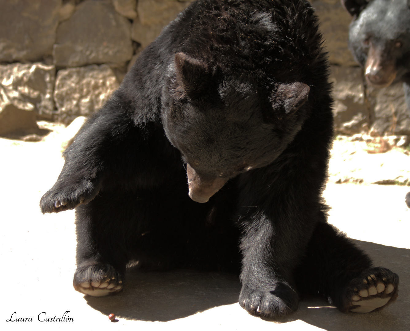 Oso curioso