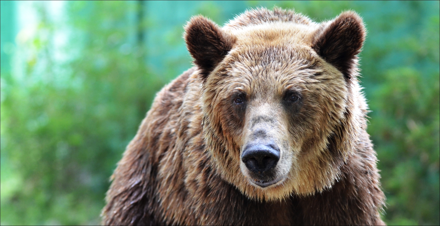 Oso en el Zoo