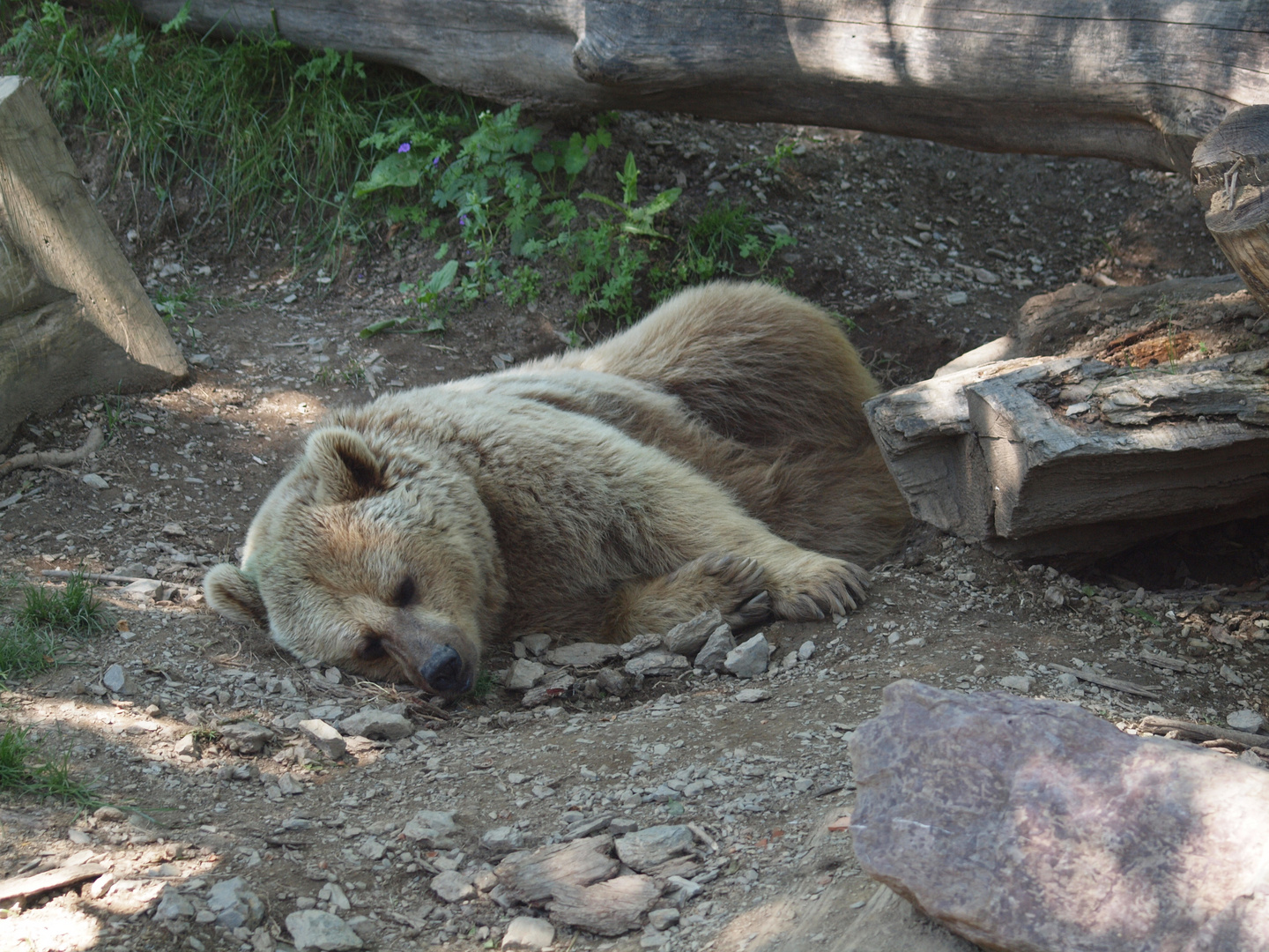 Oso en semilibertad en Molló.