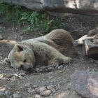 Oso en semilibertad en Molló.