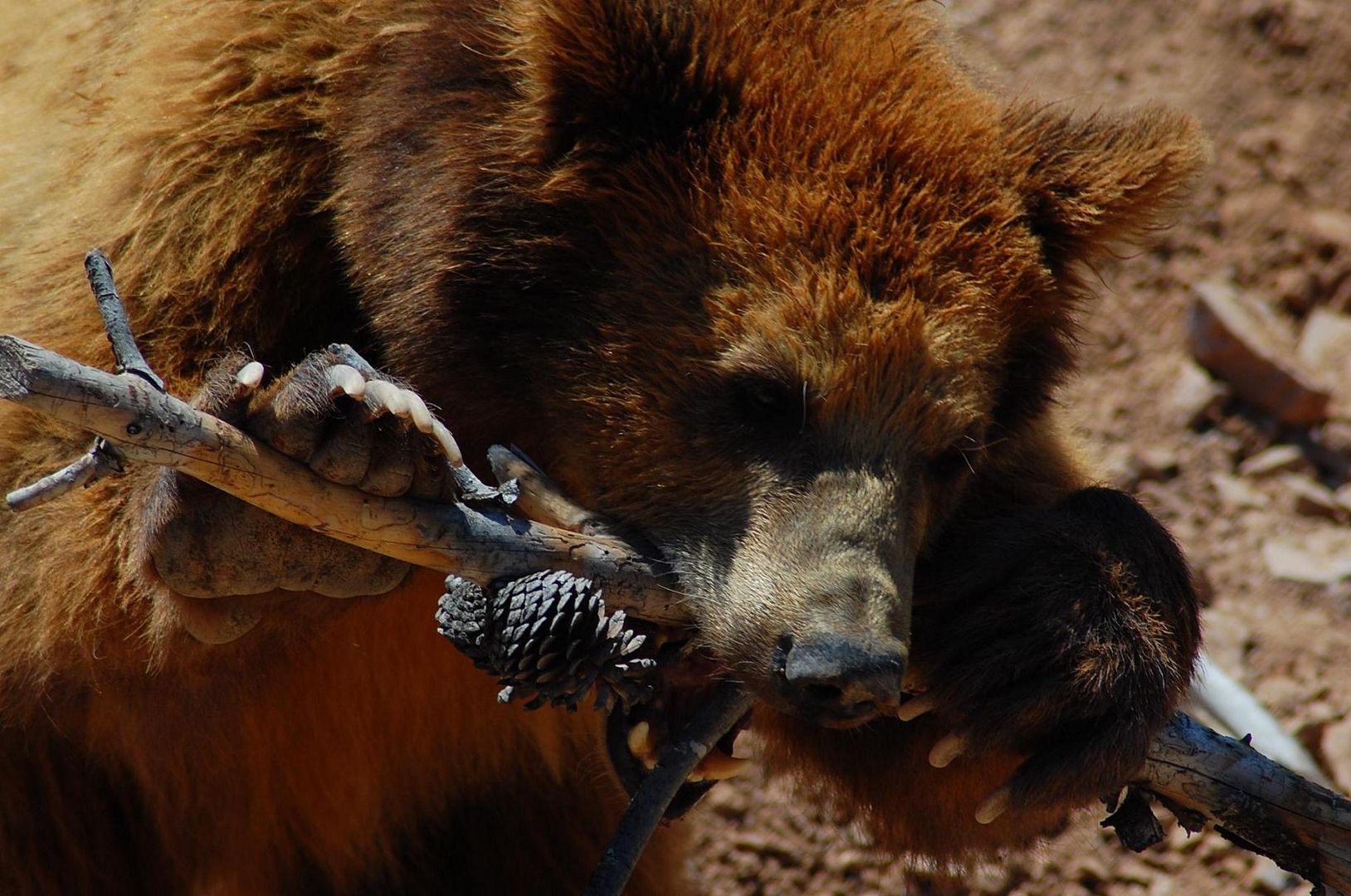 Oso en tierra ostil