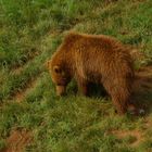 Oso Pardo de la Cordillera Cantábrica (Cabárceno-Cantabria)