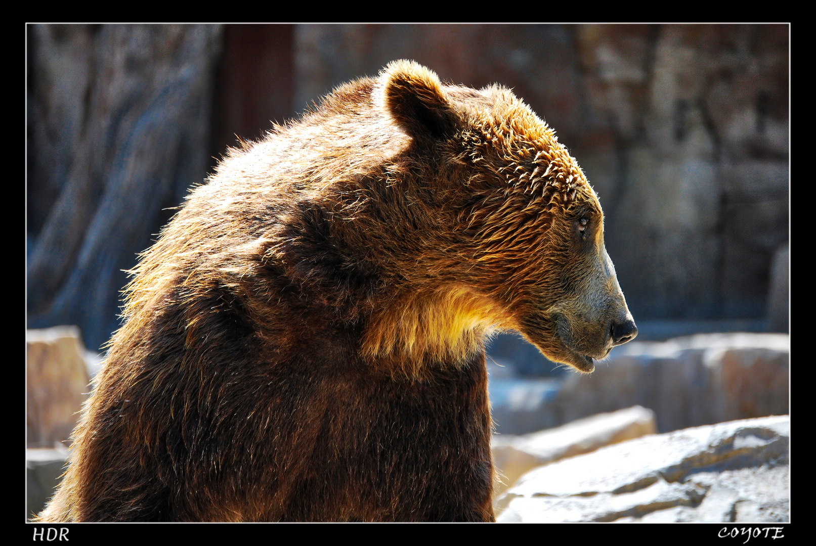 OSO PARDO ZOO MADRID