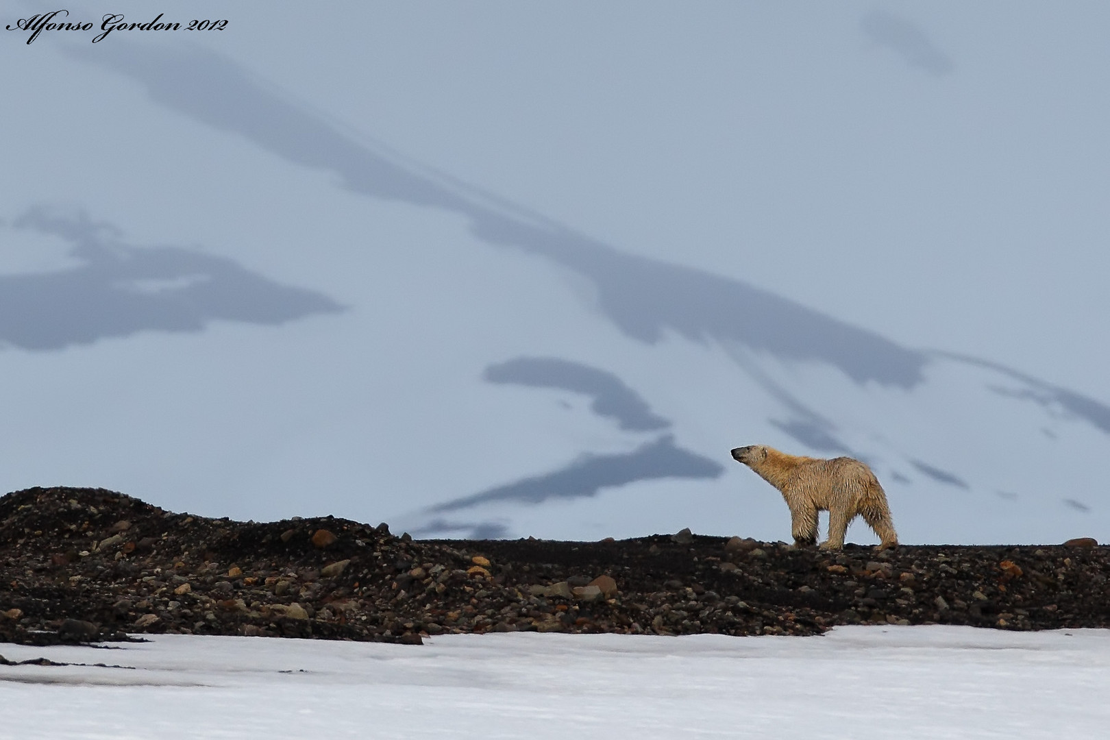 Oso Polar