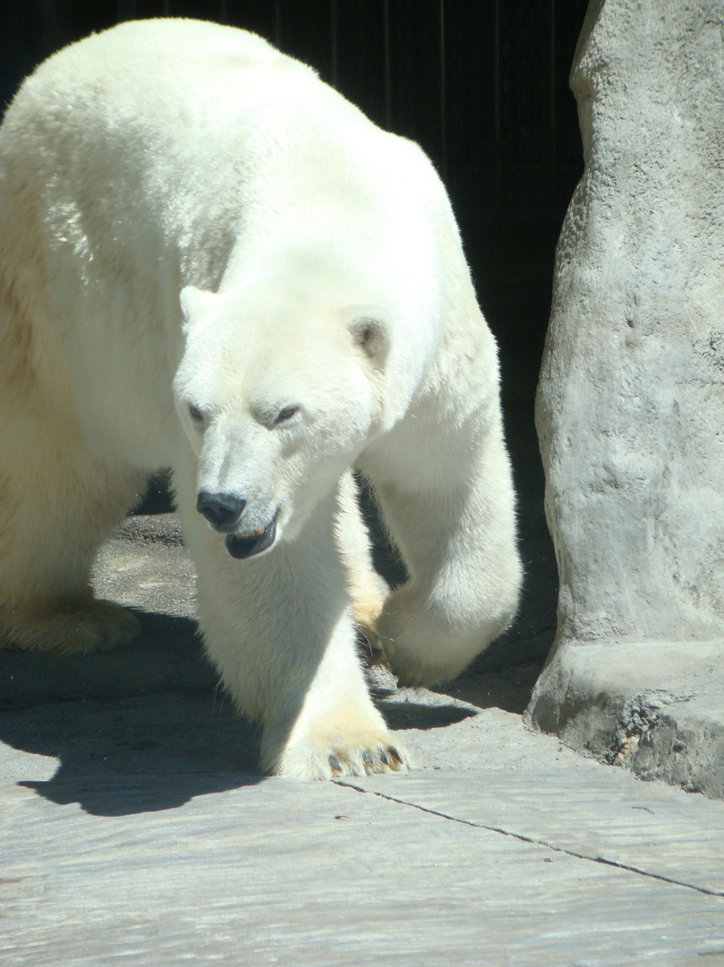 Oso Polare