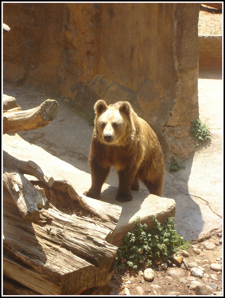 Oso Posando