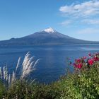 Osorno