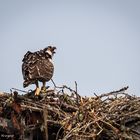 Osprey #1