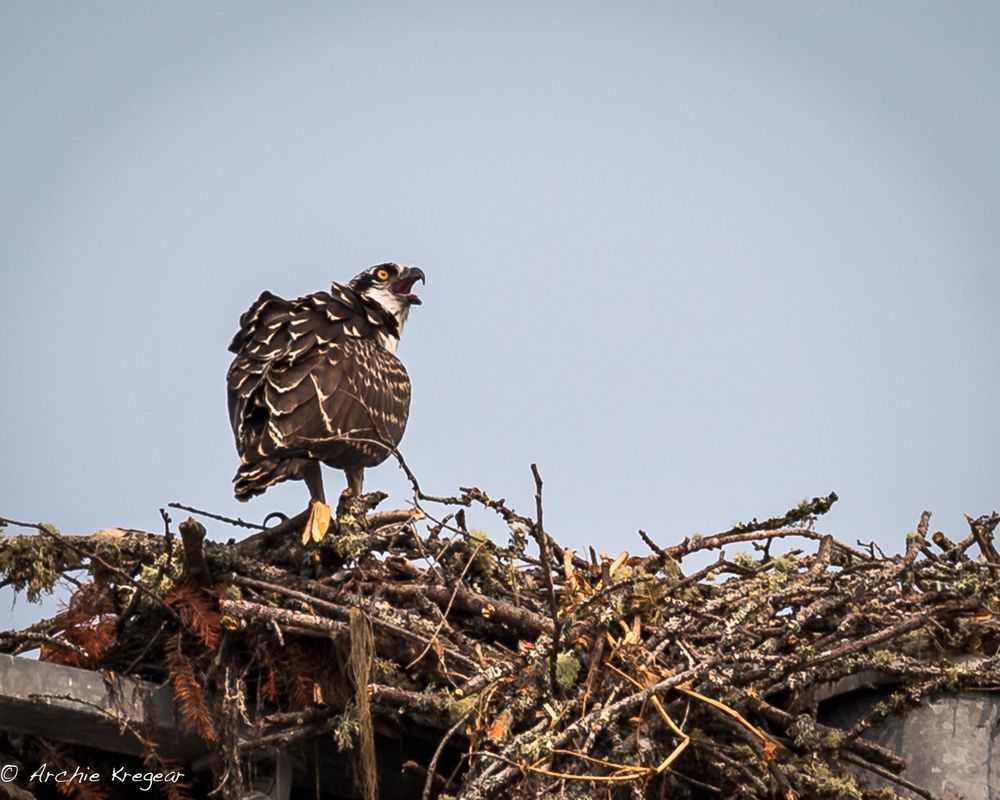 Osprey #1