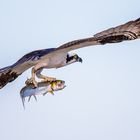 Osprey,