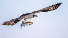 Osprey,