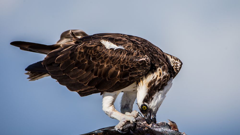 Osprey