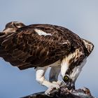 Osprey