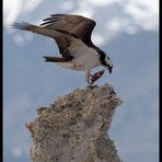 Osprey