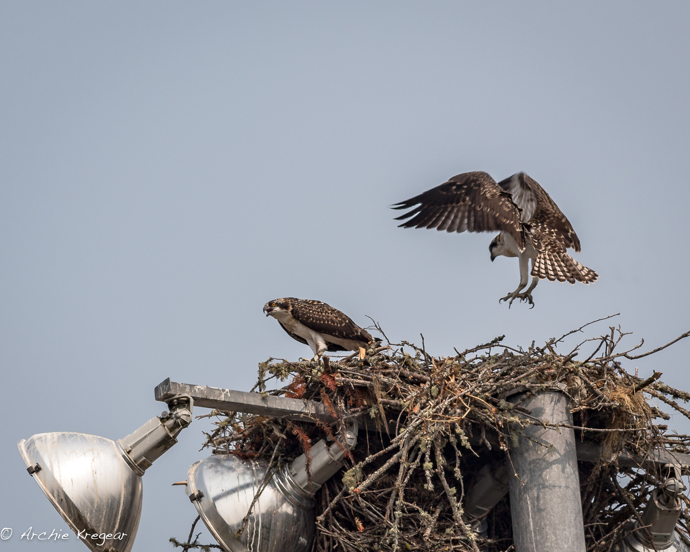 Osprey #2