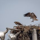 Osprey #2