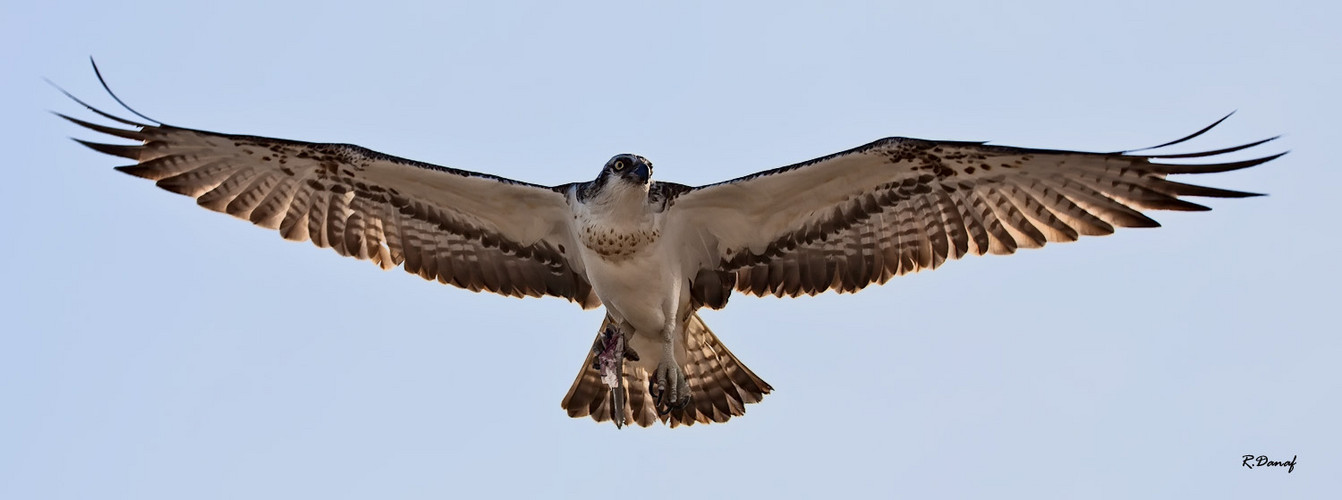 Osprey