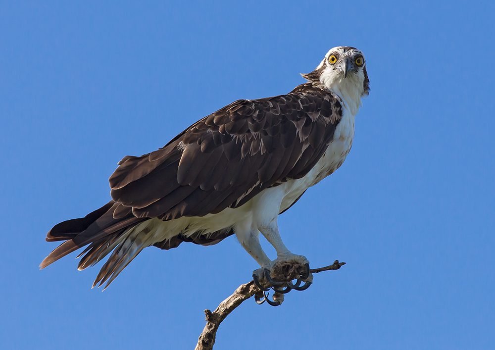 Osprey