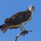 Osprey